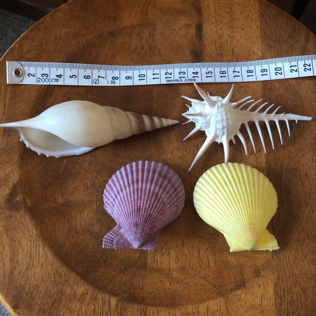 沖縄 貝殻 セット 沖縄産 夜光貝 10個 大小アソート貝殻セット 食べて